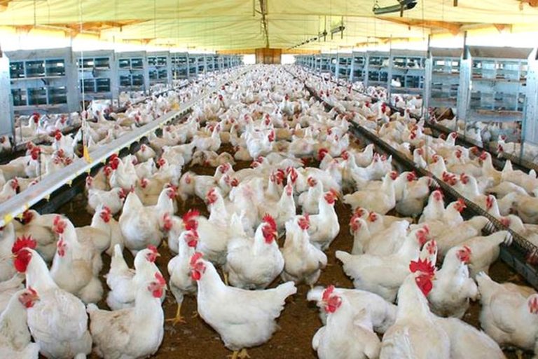 Afirman que la avicultura atraviesa una situación muy dura