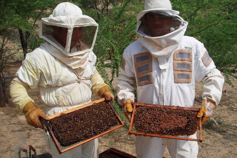 330 productores apícolas serán ayudados con proyecto por más de 3,5 millones de pesos