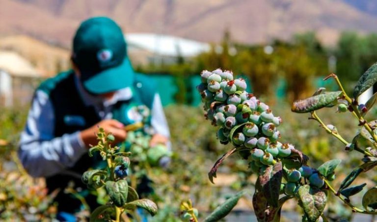 Productores de arándano pidieron al Presidente por la reactivación de las economías regionales