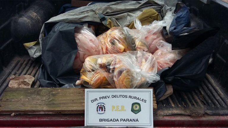 Incautan más de 100 kilos de pescado cerca de Oro Verde