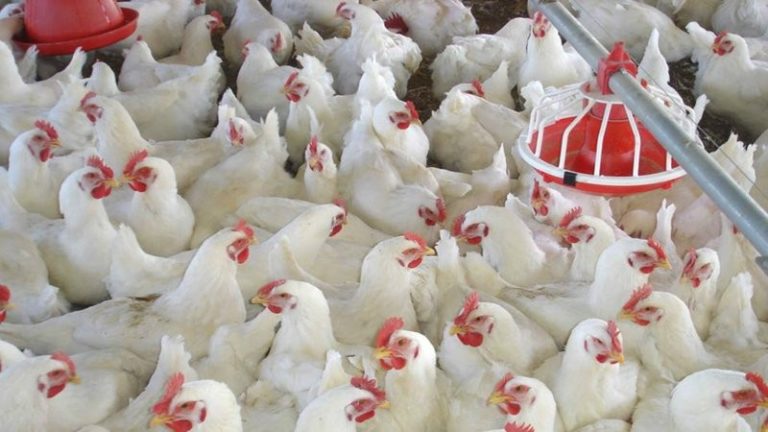 Los costos jaquean a la avicultura entrerriana