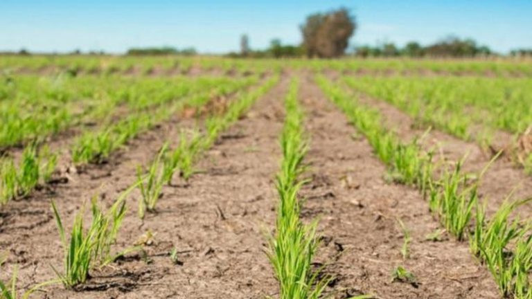 Entre Ríos tiene la mitad de productores de arroz que en 2010