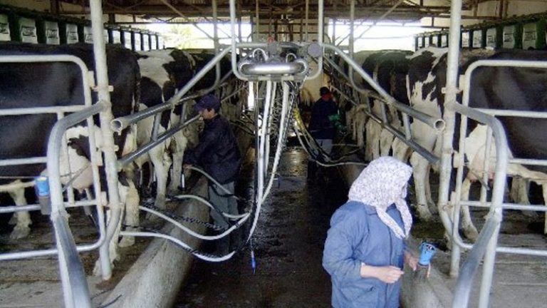 Cerraron 37 tambos. La Sociedad Rural culpa a Macri