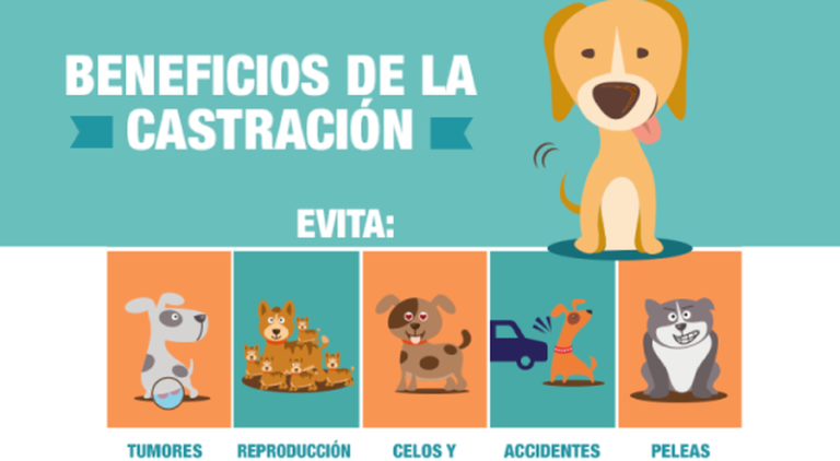 Se realizó una jornada de esterilización de mascotas en Oro Verde