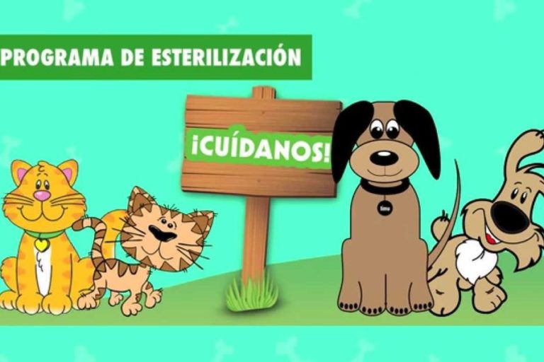 Esterilización de perros y gatos en Oro Verde