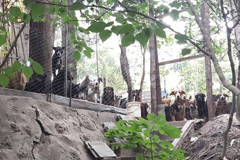 Piden ayuda para los perros de “La Manada de Roberto”