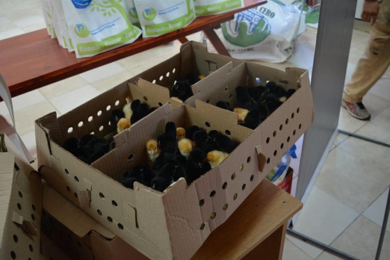 Entregaron más de 500 pollitos camperos y ponedoras para cría