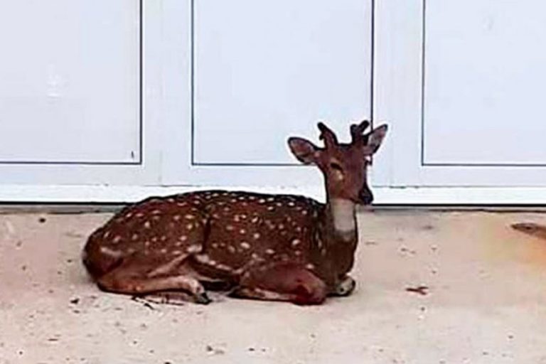 Ciervo visitó a un vecino de Oro Verde