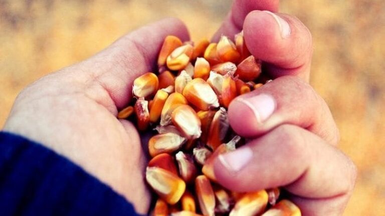 Argentina: Los precios verdes y el pan de los pobres