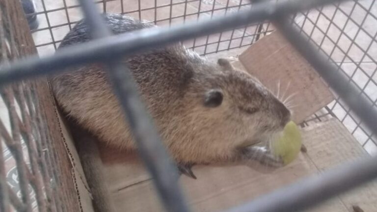 “Hmmm, dijo la nutria y se tiró al agua”