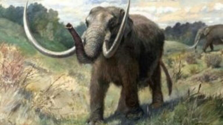 Hallaron restos fósiles prehistóricos en Colón