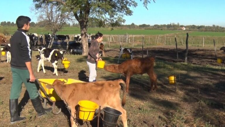 La banda verde flamea sobre la Escuela Alberdi