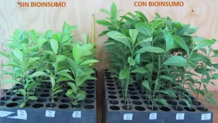 Yerba mate: investigadoras misioneras desarrollaron bioinsumos para reemplazar agrotóxicos