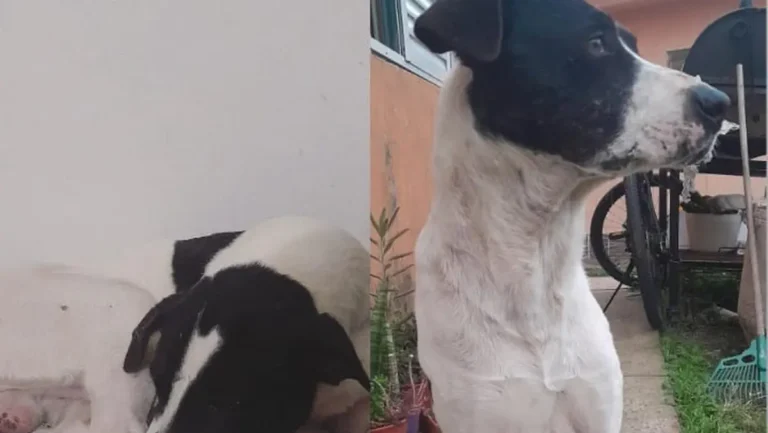 Urgencia por Blaky: Vecinos de Oro Verde buscan tránsito para Blaky que se recupera de serias heridas