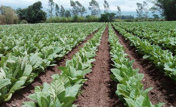 Economías regionales al límite: apertura, concentración y atraso cambiario