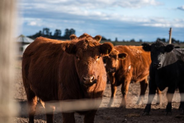 Ampliación de Plazos y Derechos para las Marcas Ganaderas Protegidas