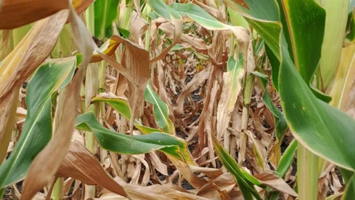 Sequía en el sur entrerriano: productores alertan por pérdidas de rendimiento en cultivos