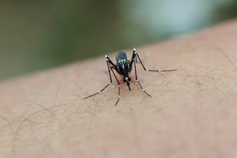 Prevención del dengue en el hogar