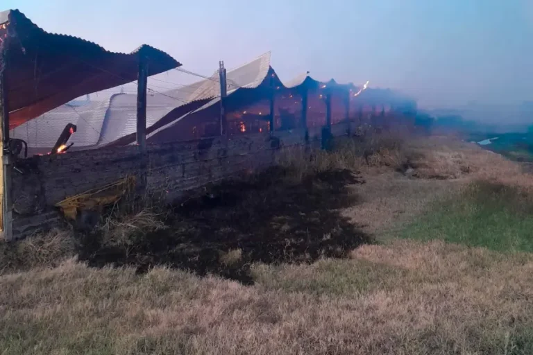 Incendio en Entre Ríos arrasa un galpón y provoca la muerte de 500 cerdos