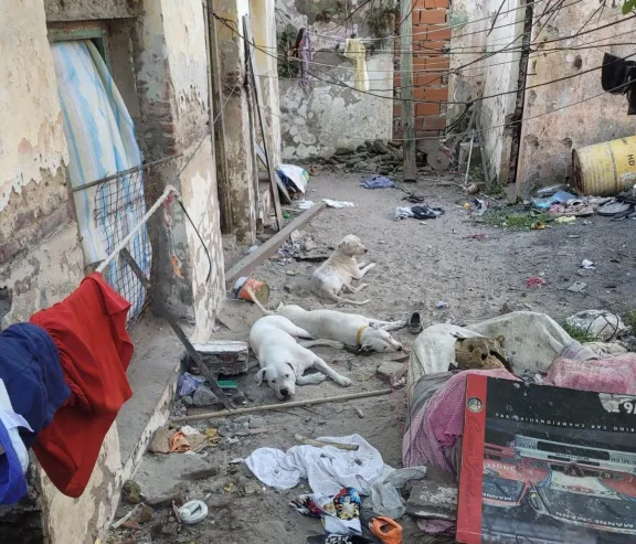 Rescatan Perros y un Conejo de Condiciones de Cautiverio