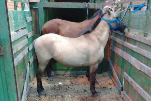 Secuestro de Caballos de Carrera: El Peligroso Mundo de las Apuestas Clandestinas