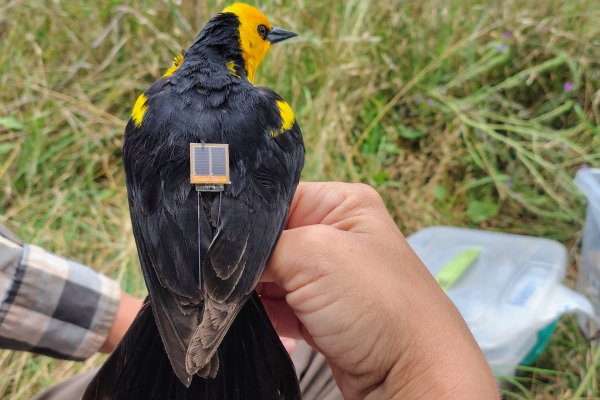 Rastreo GPS de un ave en peligro de extinción en Entre Ríos