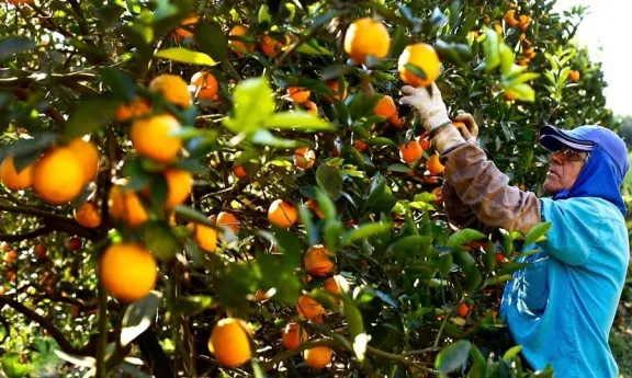 Apertura del Mercado de Estados Unidos para el Citrus Entrerriano: Gestiones y Proceso