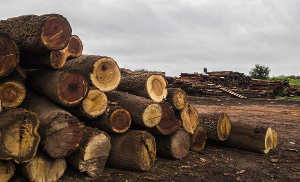 Crisis Maderera: Acción Urgente Ante una Parálisis Operativa Terminal