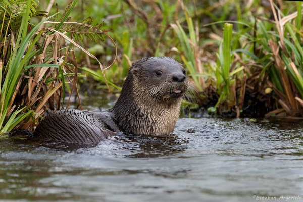 The Silence of Native Species: The Unseen Crisis of Biodiversity Loss