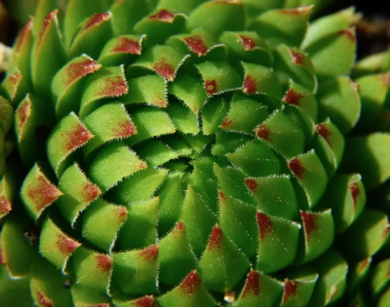 plants