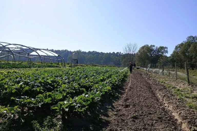 Código Rural: Transformando la producción primaria en agroindustria sustentable