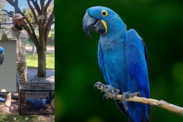 Alianza con Fundación Tekove Mymba fortalece la conservación de fauna