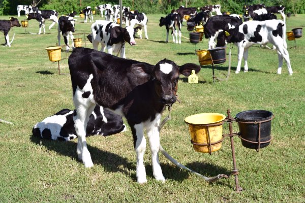 Líneas de crédito a valor producto vigentes para productores entrerrianos