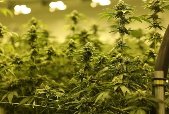 Condena condicional para grow shop en Concepción del Uruguay: ¿Qué implica?