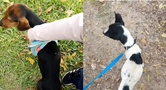 Rescatan a dos perros por maltrato animal en Concepción: último minuto