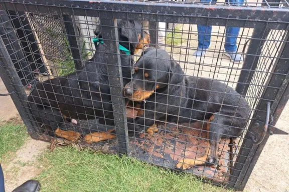 Tres perros rescatados: mujer condenada por maltrato animal en Concordia