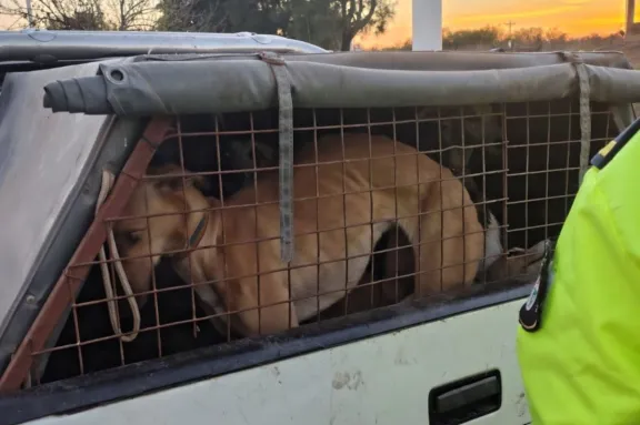 Decomisan carne irregular y caza furtiva en Tala