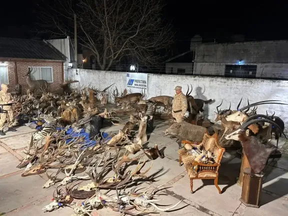 Prefectura incauta arsenal y trofeos de fauna millonarios