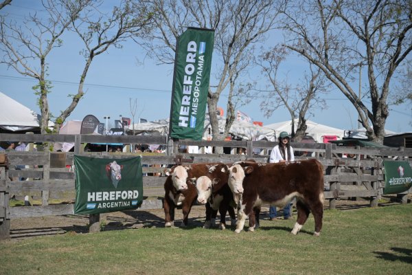 Nacional Hereford, el gran atractivo de la 133° Expo Rural Gualeguaychú