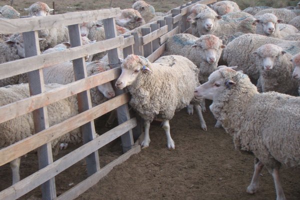 Créditos a Tasa Cero para Financiar la Cadena Ovina y Caprina hasta $3 Millones