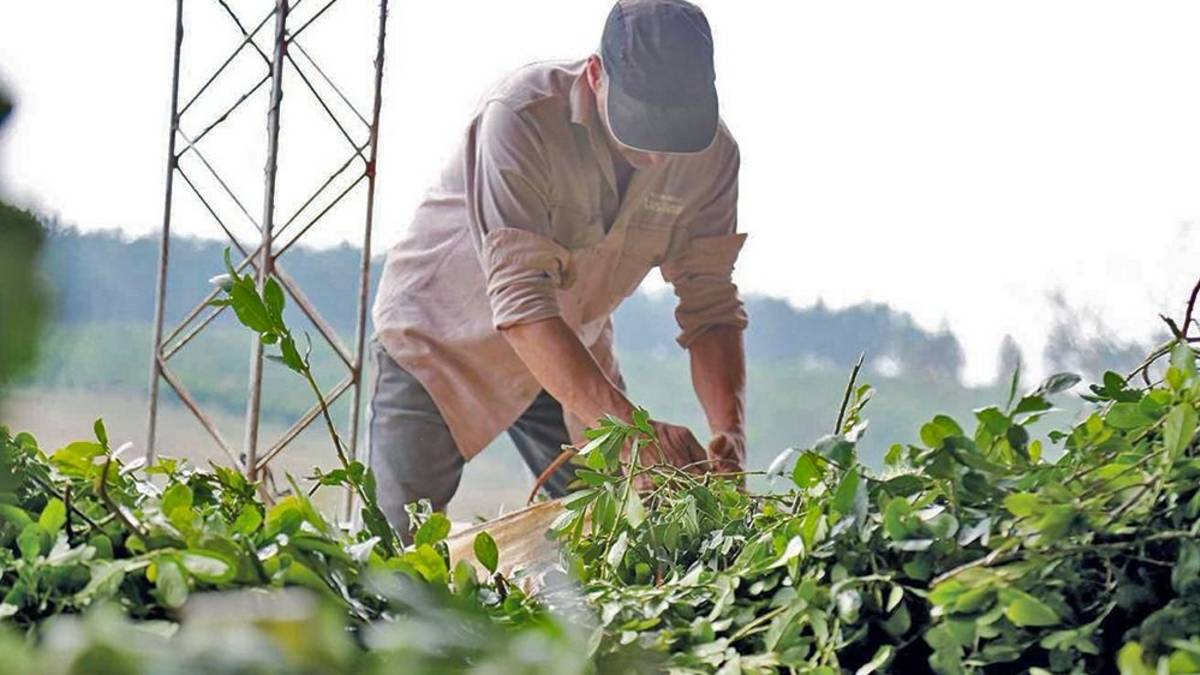 Alertan que la medida de Milei pone en riesgo 120.000 empleos rurales
