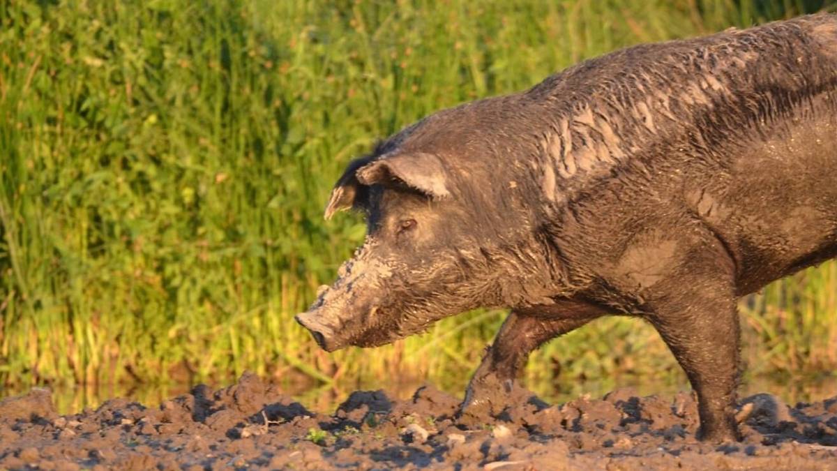 Río Negro impulsa una ley para habilitar la venta de carne de jabalí y guanaco