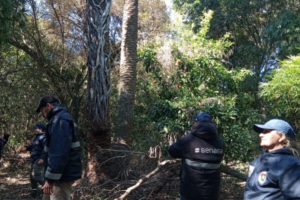 Inspecciones preventivas en palmeras nativas: clave para frenar al picudo rojo