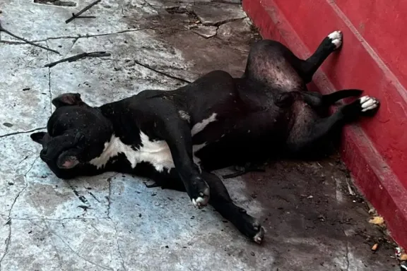 La Paz: Matan a un perro y hieren a otro