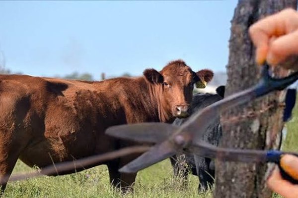 Productores entrerrianos denuncian avance del delito rural y usurpación